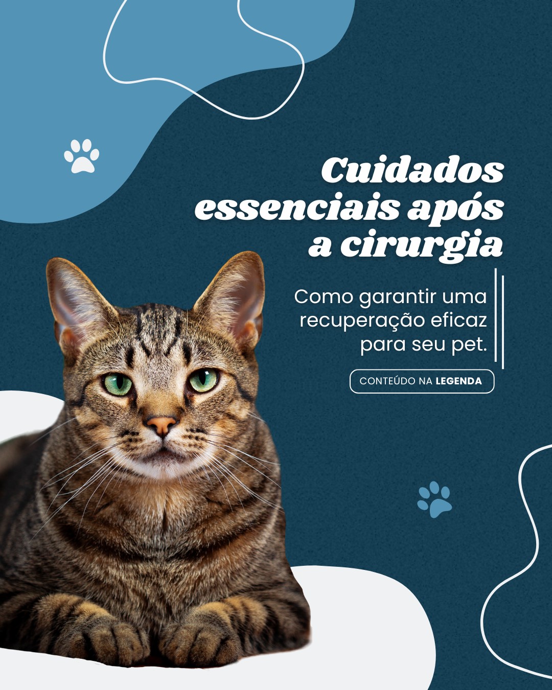 cirurgia veterinaria (4)