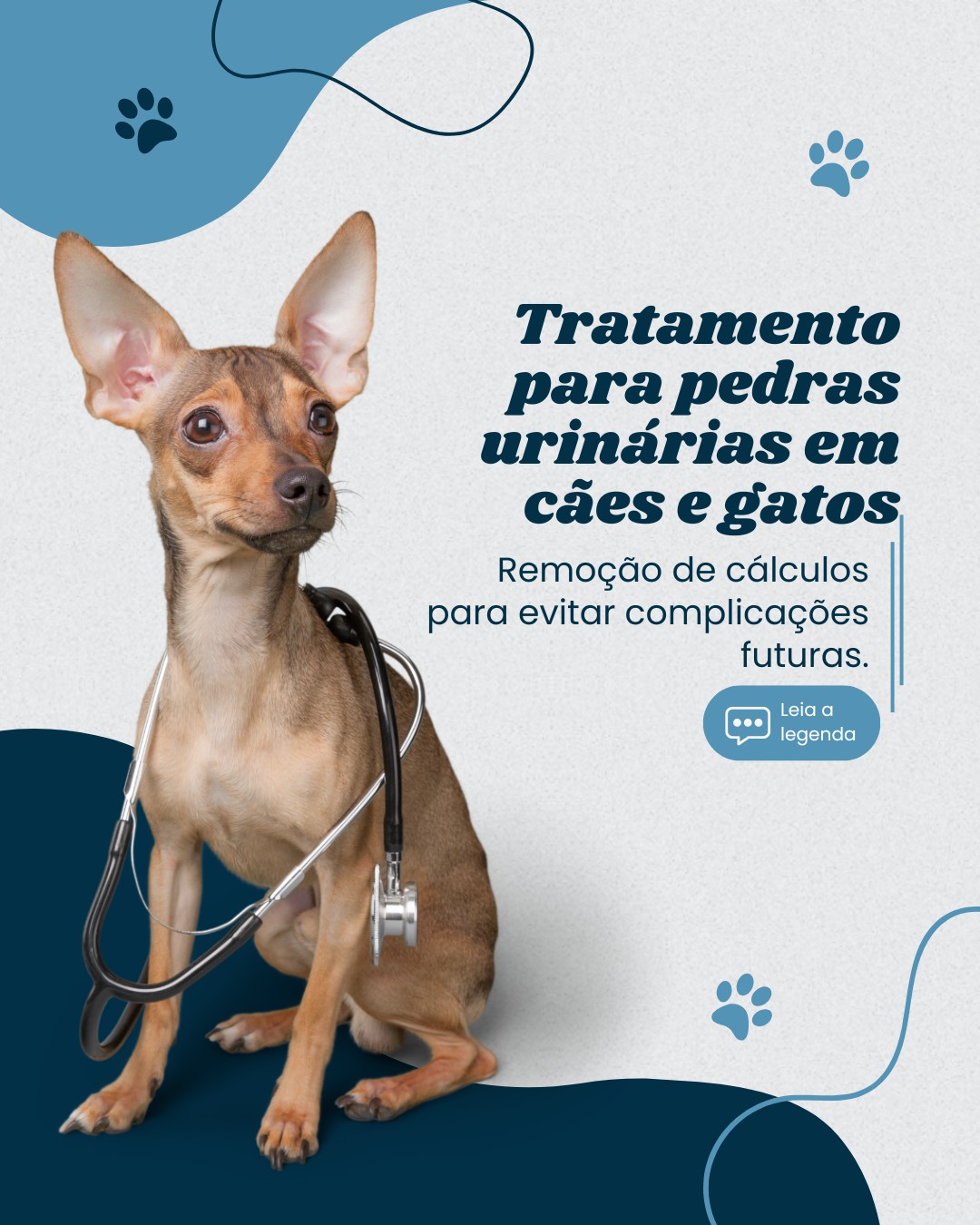 cirurgia veterinaria (7)