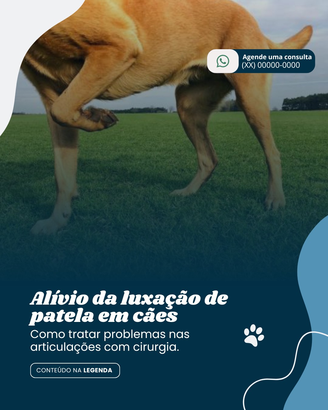 cirurgia veterinaria (8)