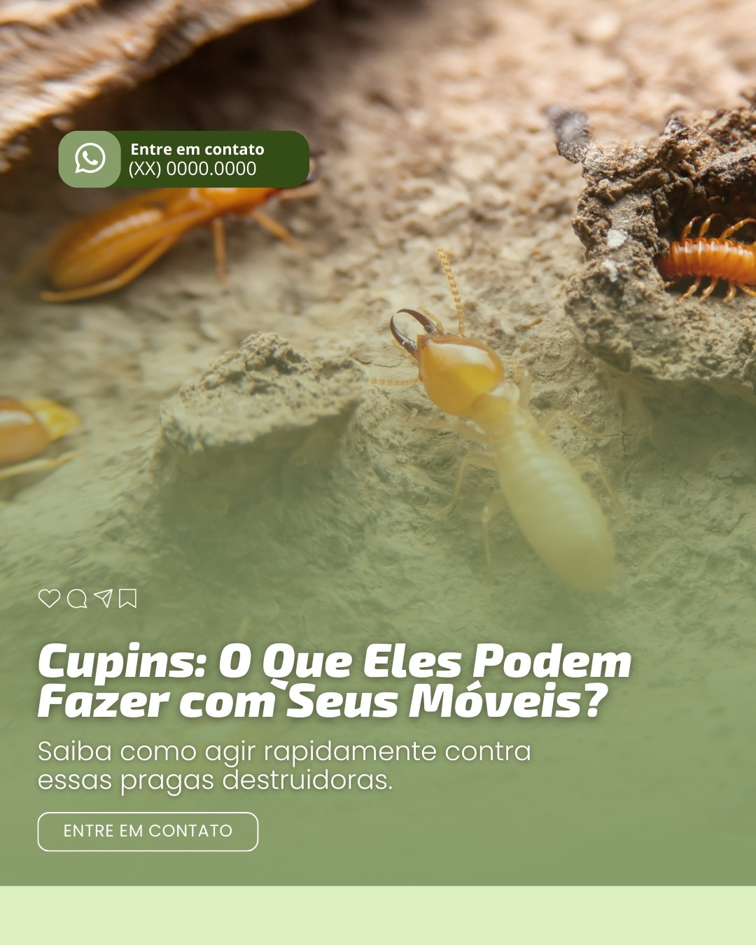 dedetização 1 (10)