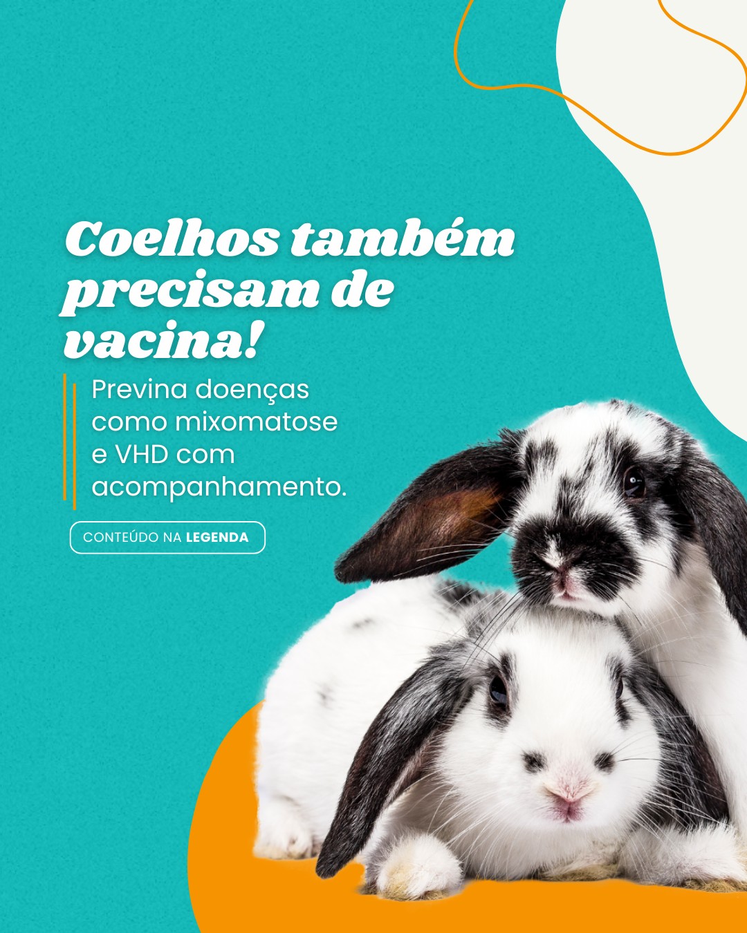 pets n convencionais (1)