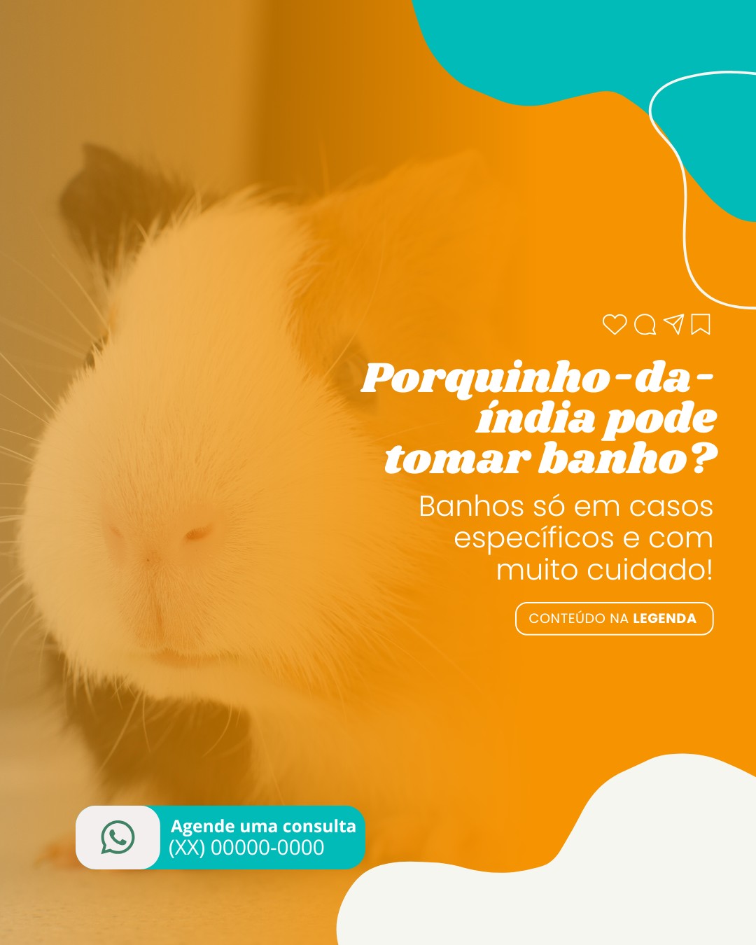 pets n convencionais (2)