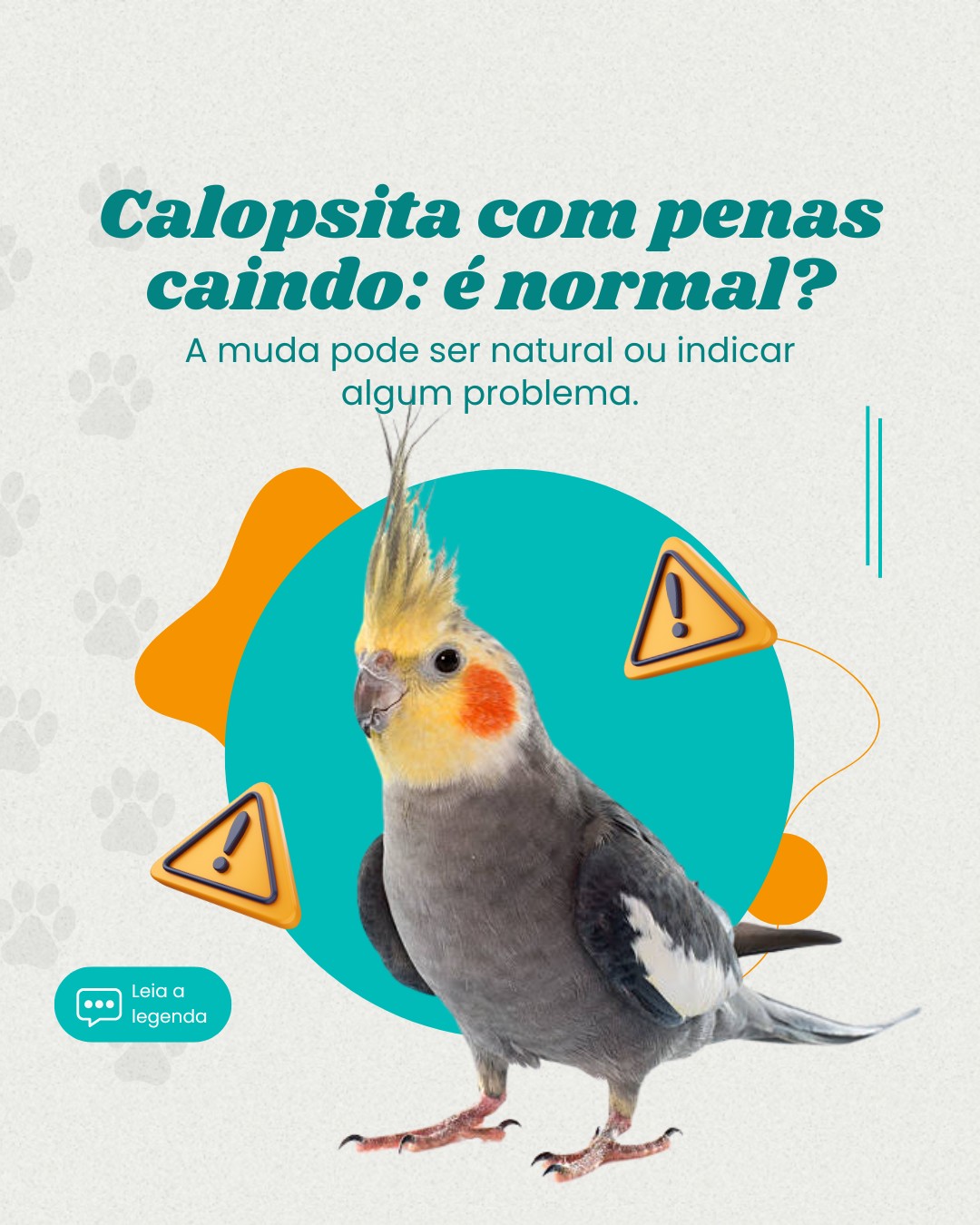 pets n convencionais (3)