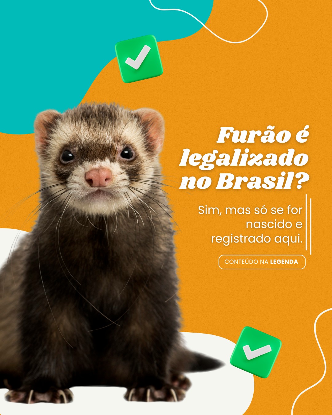 pets n convencionais (5)