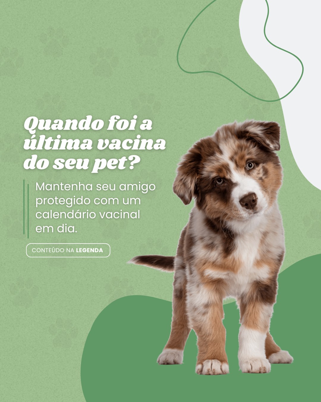 vacinas de pets (10)