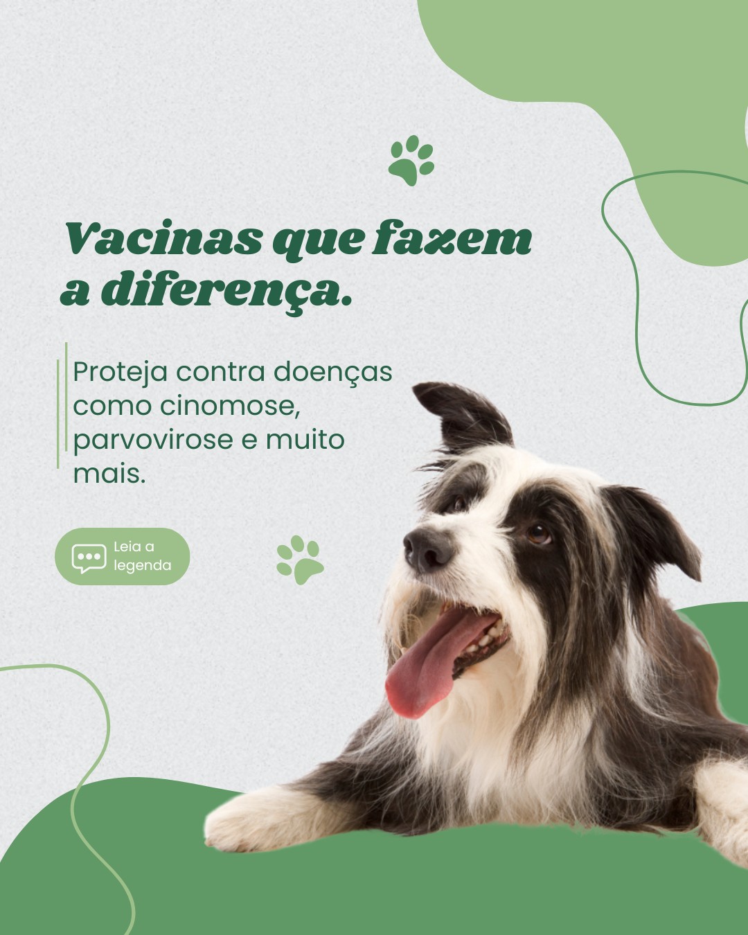 vacinas de pets (8)