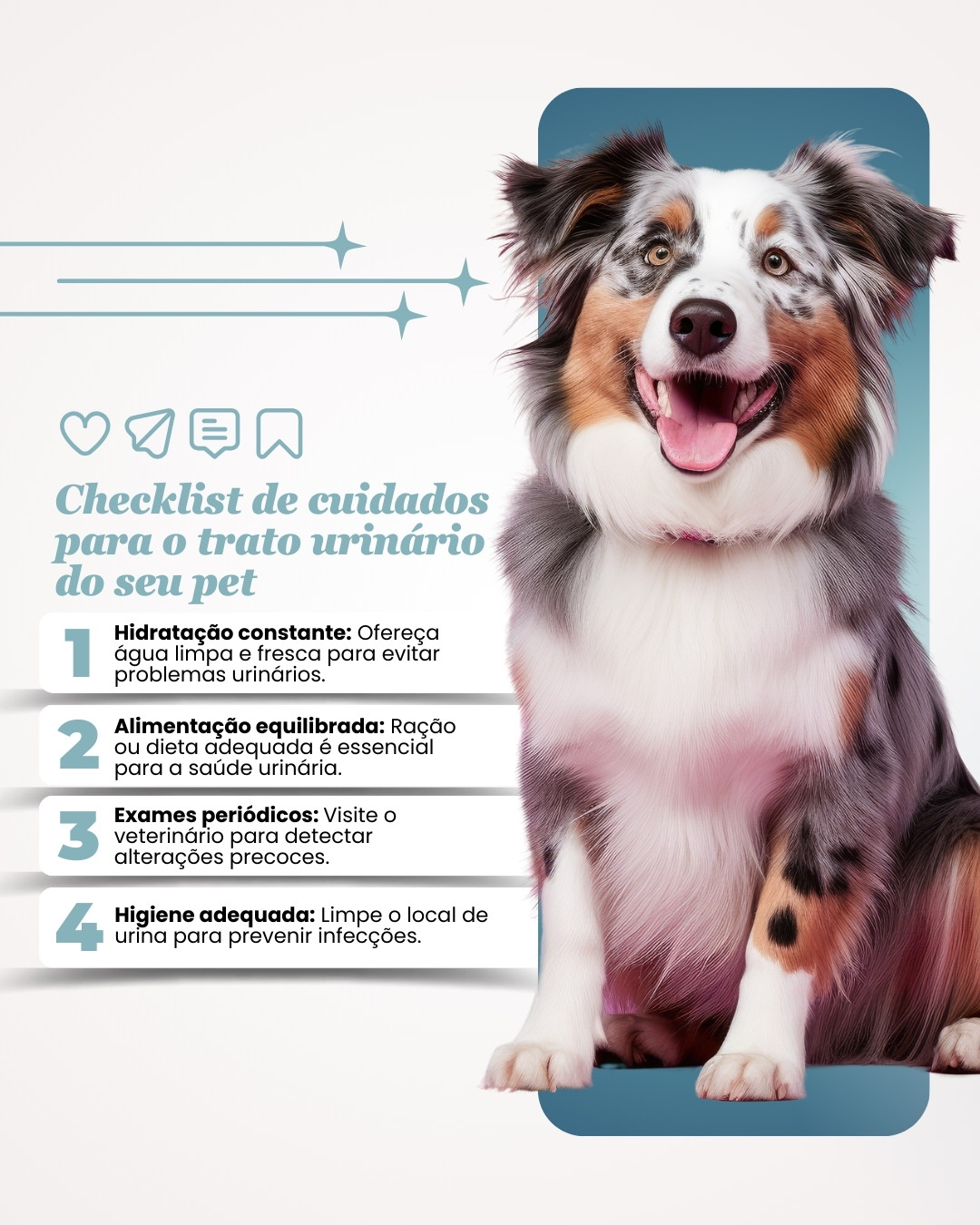 urologia veterinaria (5)